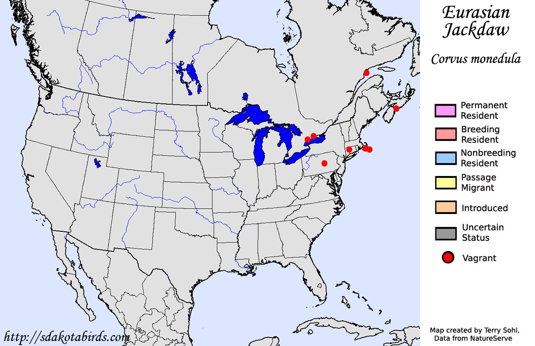 Eurasian Jackdaw - North American Range Map
