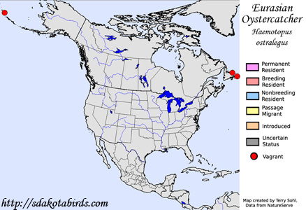 Eurasian Oystercatcher - Range Map