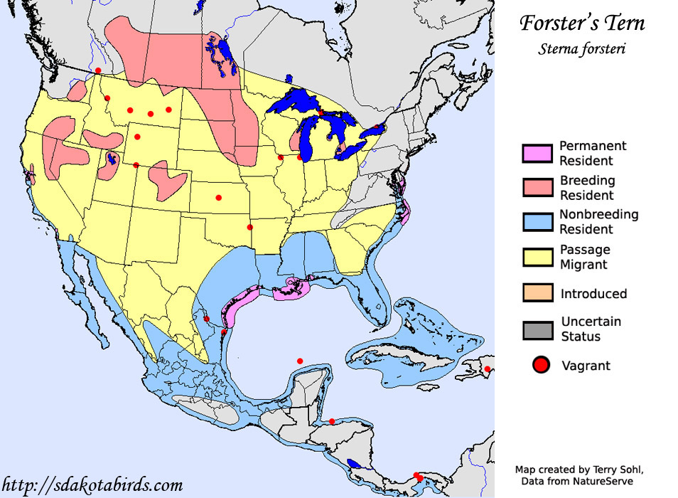 Forster's Tern - Range Map