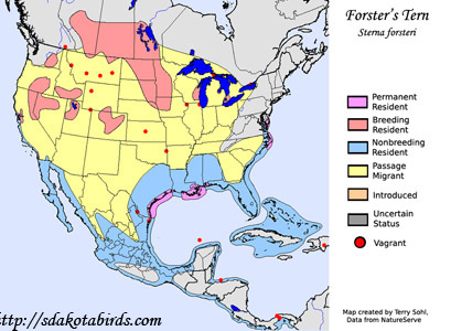 Forster's Tern - Range Map
