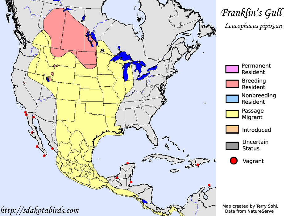 Franklin's Gull - Range Map