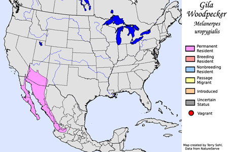 Gila Woodpecker - Range Map