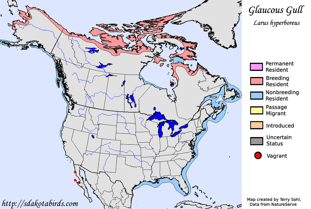 Glaucous Gull - Range Map