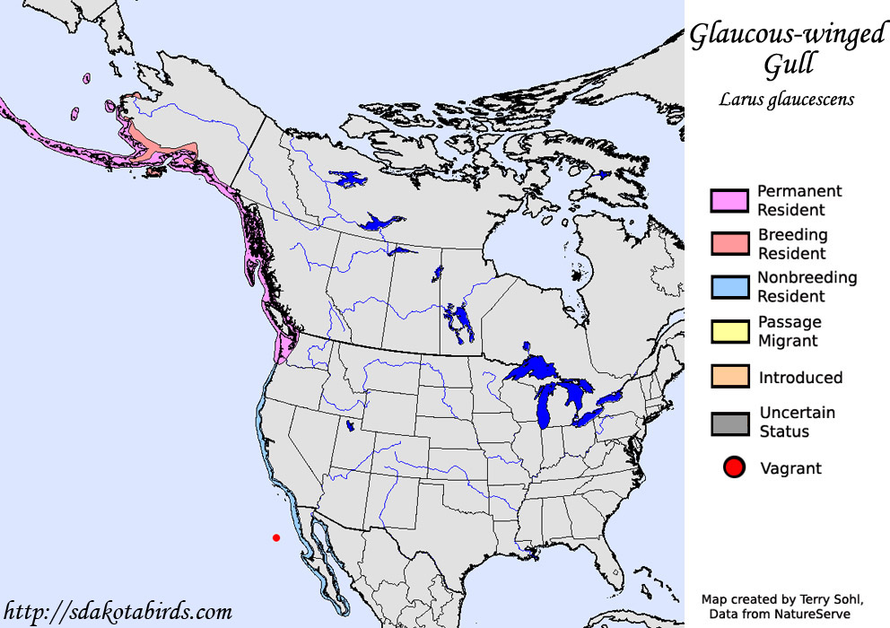 Glaucous-winged Gull - Range Map