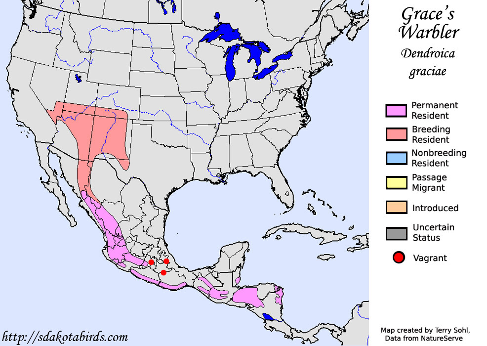 Grace's Warbler - North American Range Map