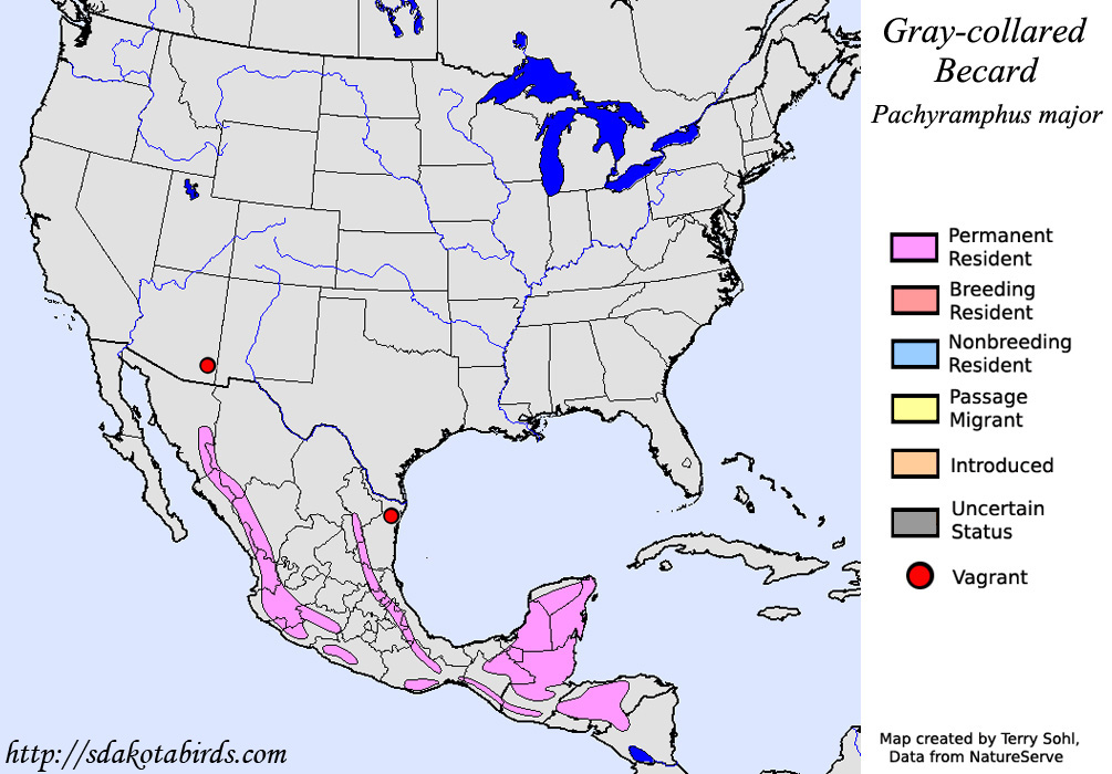 Gray-collared Becard - North American Range Map
