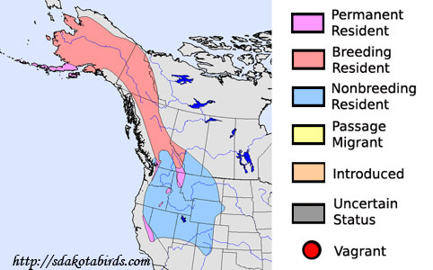 Gray-crowned Rosy-Finch - Species Range Map