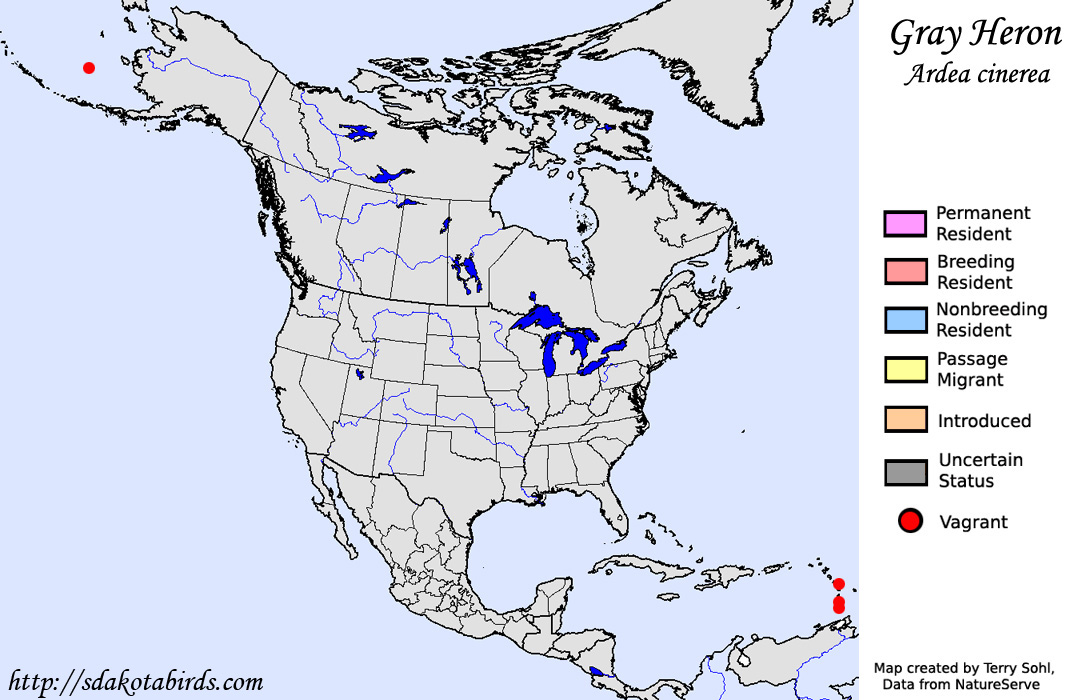 Gray Heron - North American Range Map