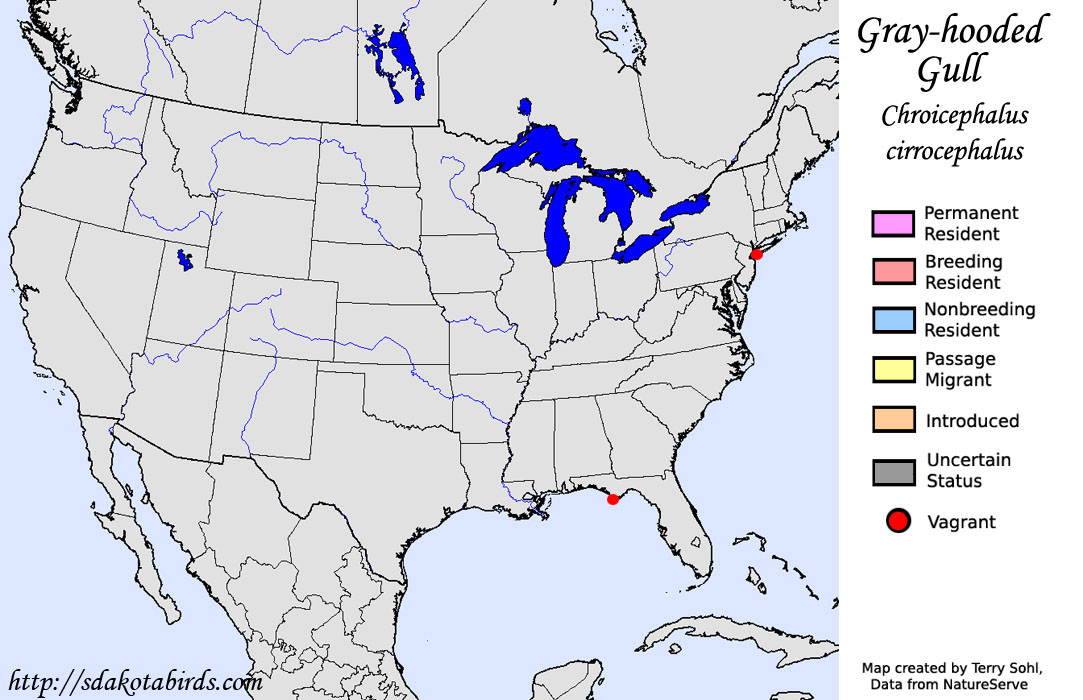 Gray-hooded Gull - North American Range Map