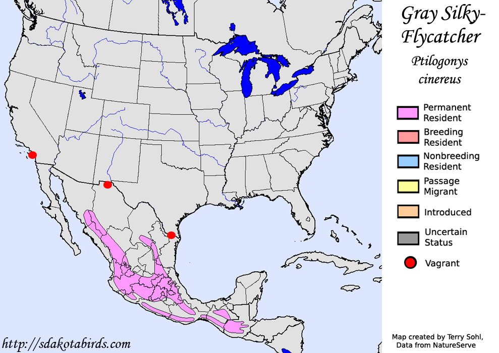 Gray Silky-Flycatcher - North American Range Map