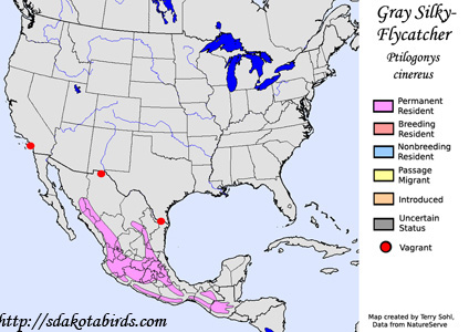 Gray Silky-Flycatcher - Range Map