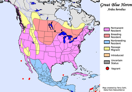 Great Blue Heron - Range Map