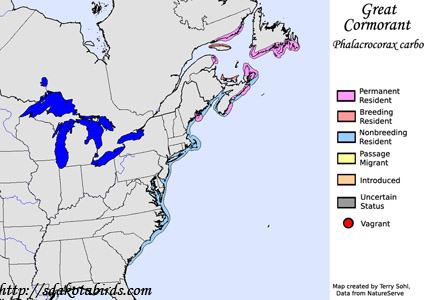 Great Cormorant - Range Map