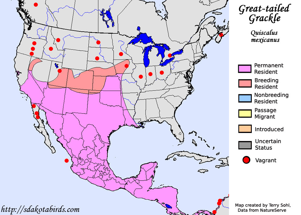 Great-tailed Grackle - Species Range Map