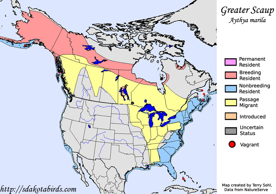 Greater Scaup - range Map