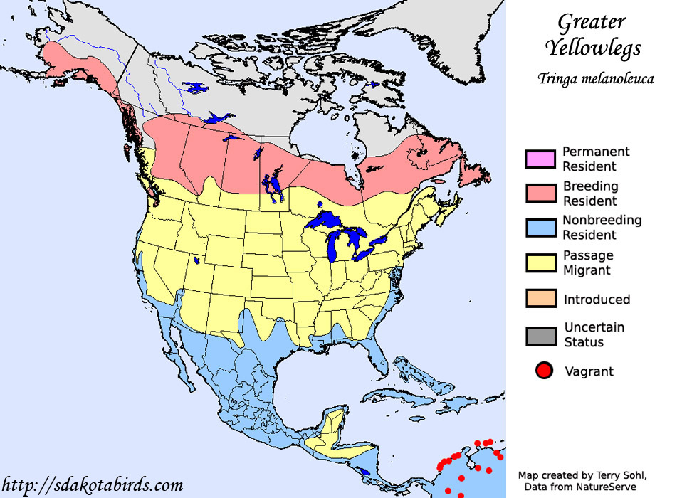 Greater Yellowlegs - Range Map