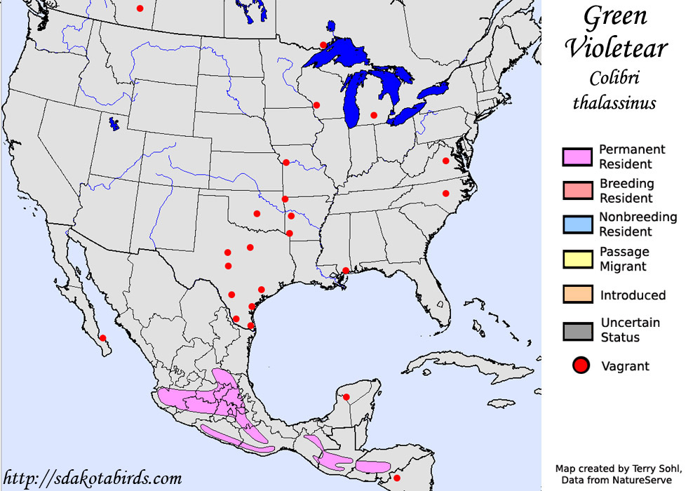 Mexican Violetear - North American Range Map