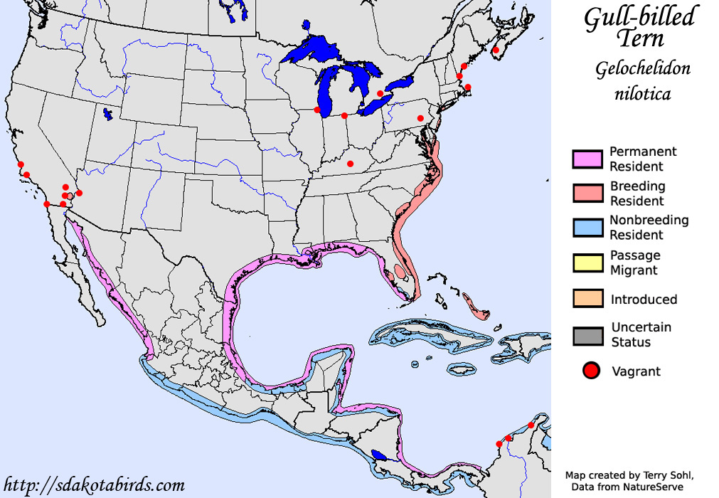 Gull-billed Tern - North American Range Map