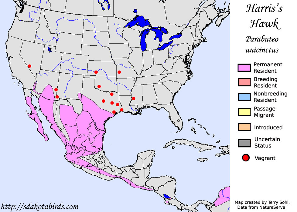 Harris's Hawk - North American Range Map