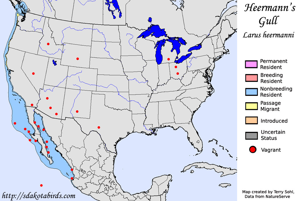 Heermann's Gull - North American Range Map