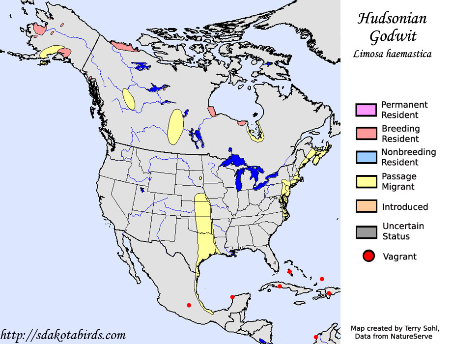 Hudsonian Godwit - Range Map