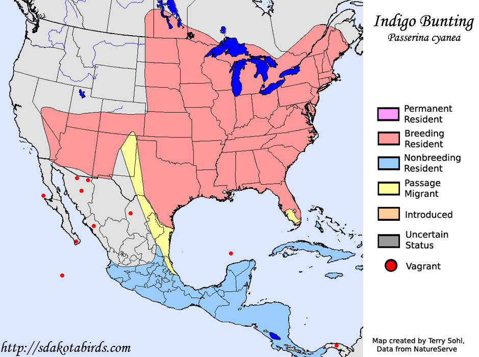 Indigo Bunting Species Range Map