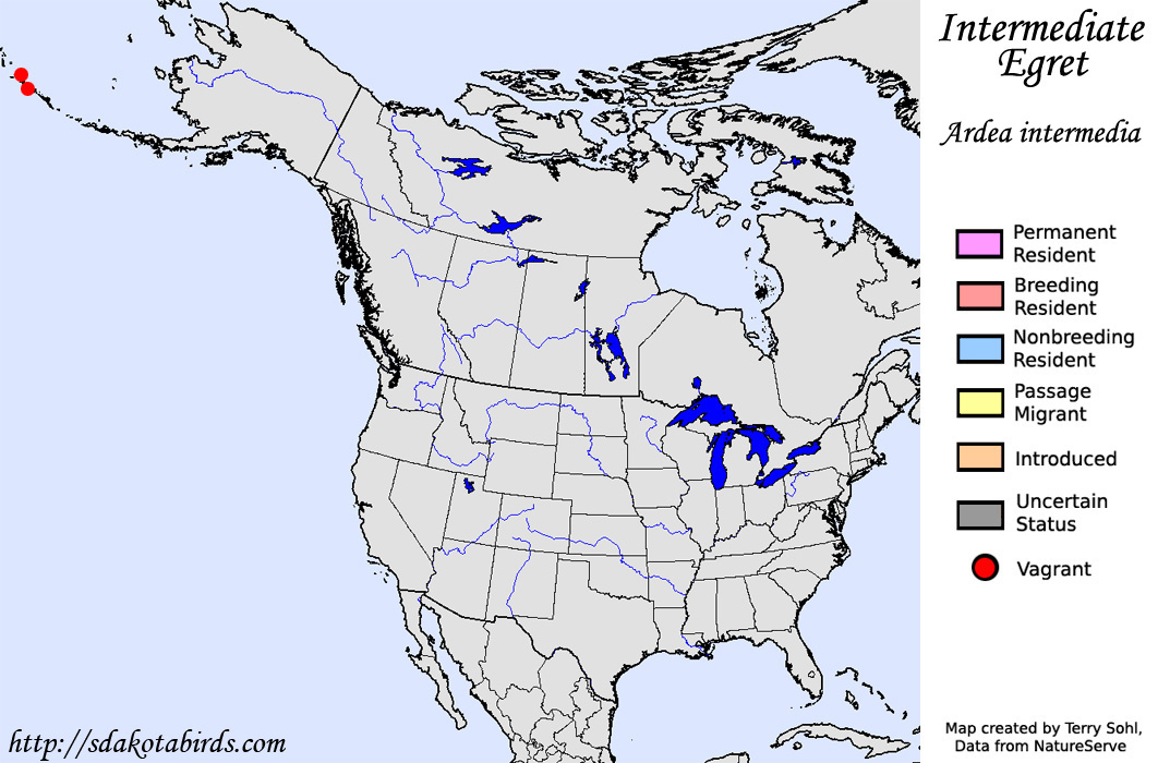 Intermedaite Egret - North American Range Map