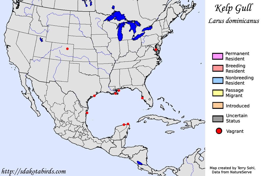 Kelp Gull - North American Range Map