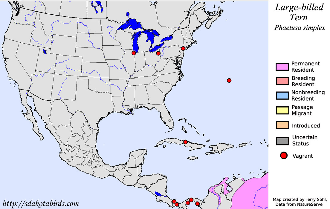 Large-billed Tern - North American Range Map