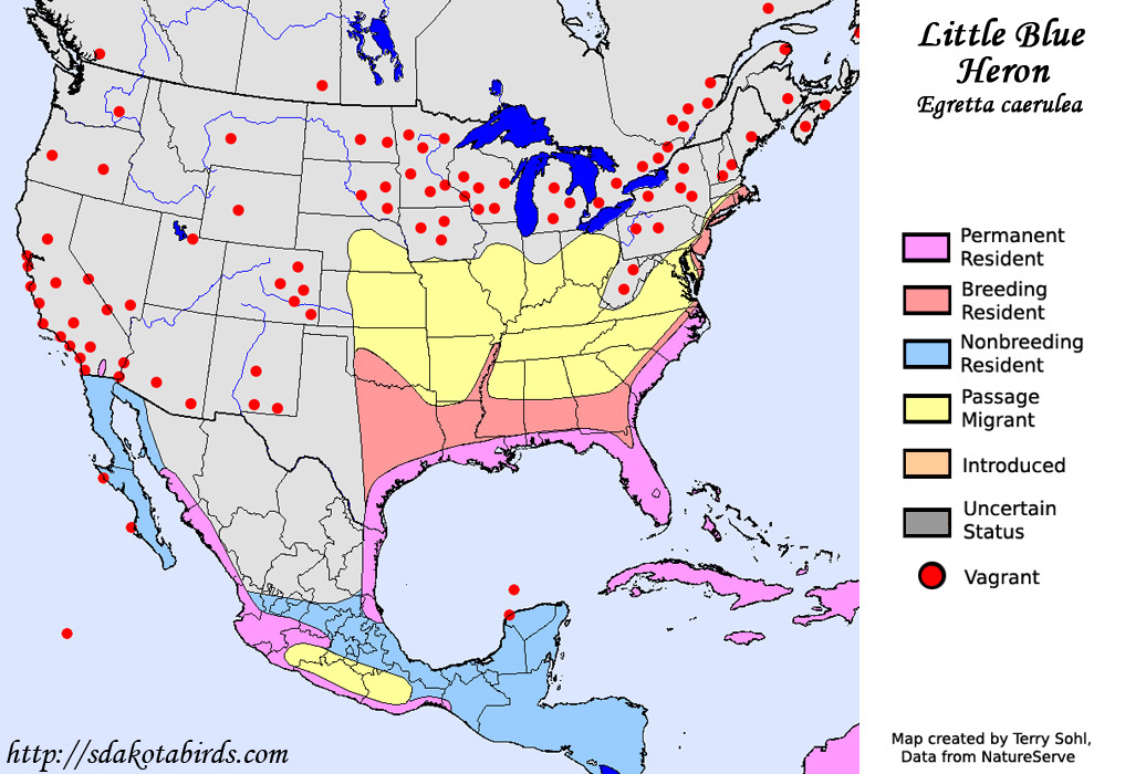 Little Blue Heron - Range Map