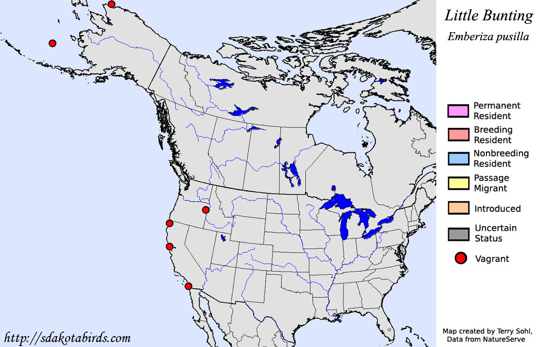 Little Bunting - North American Range Map