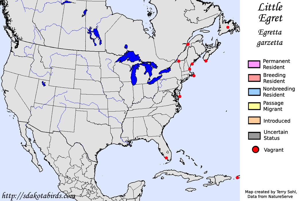Little Egret - North American Range Map