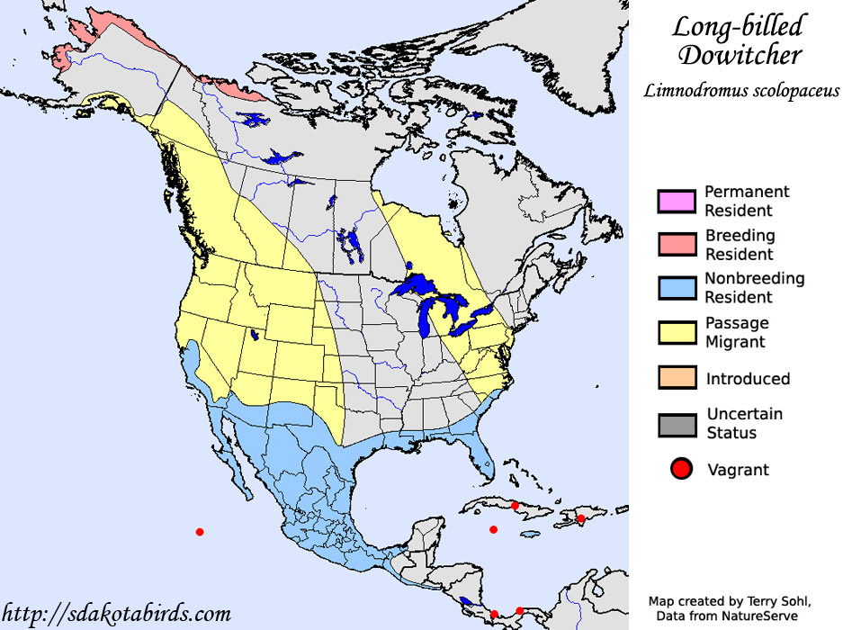 Long-billed Dowitcher - Range Map