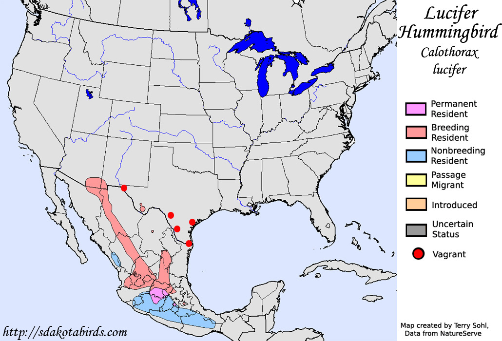 Lucifer Hummingbird - North American range Map