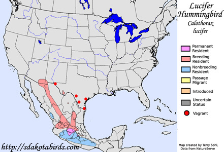 Lucifer Hummingbird - Range Map