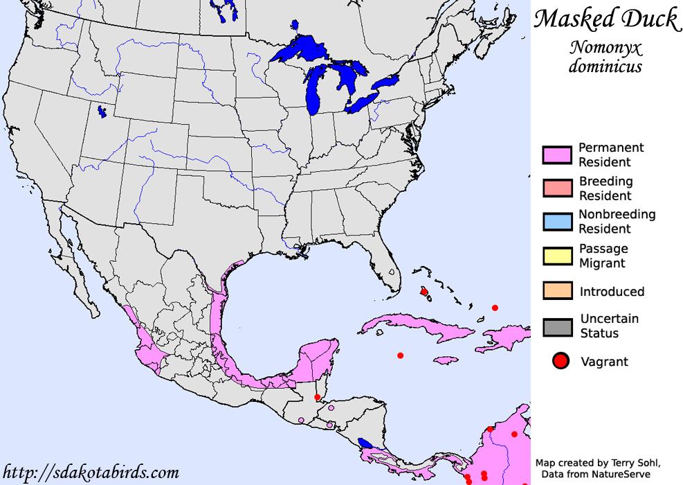 Masked Duck - North American Range Map