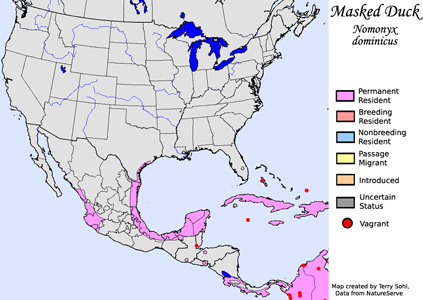Masked Duck - Range Map