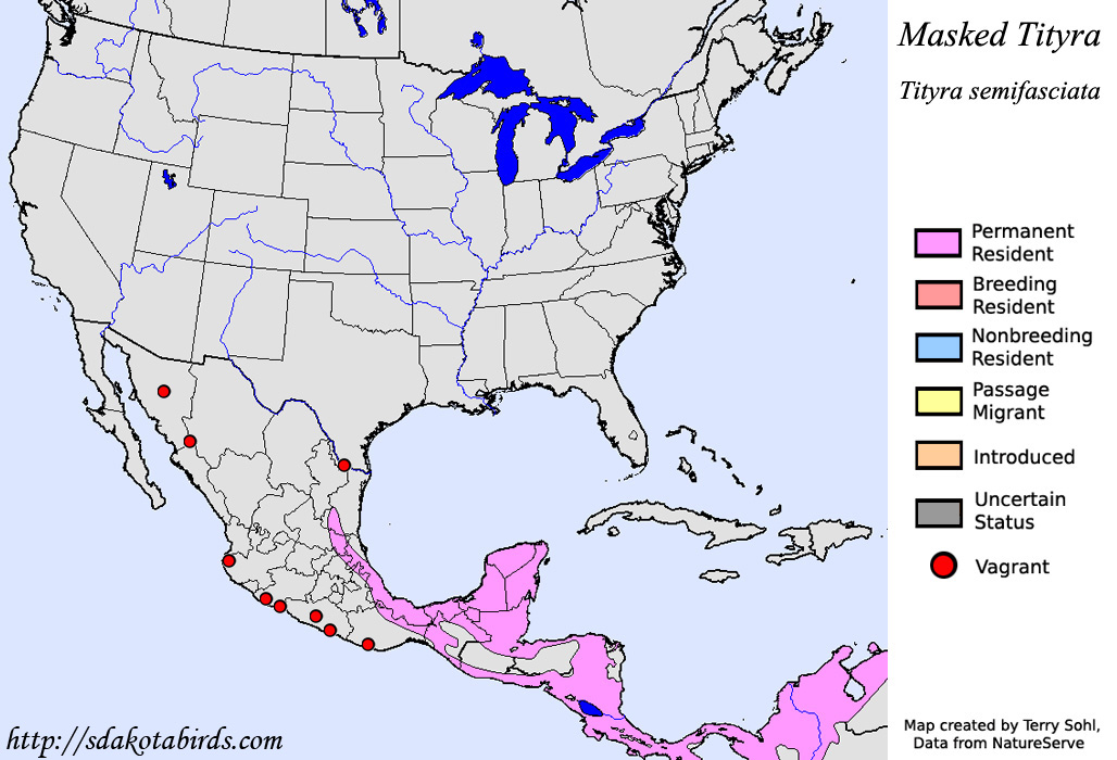 Masked Tityra - North American Range Map