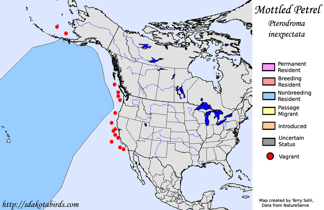 Mottled Petrel - North American Range Map