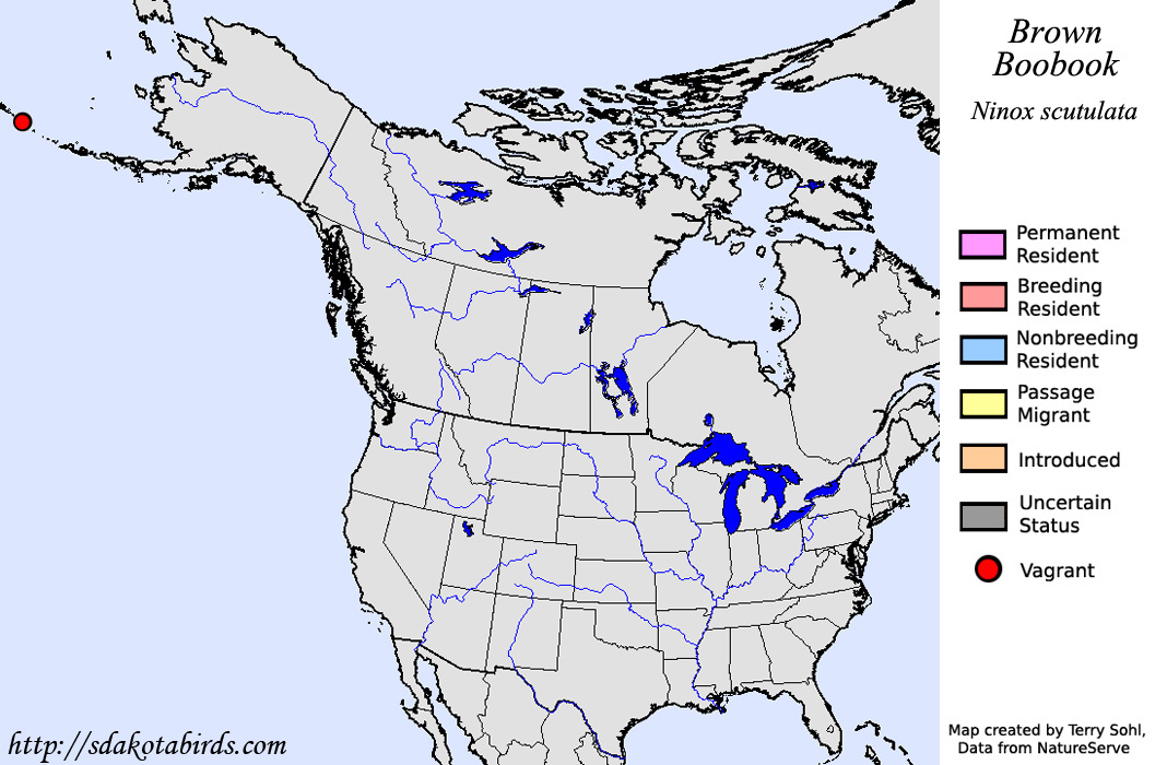 Northern Boobook - North American Range Map