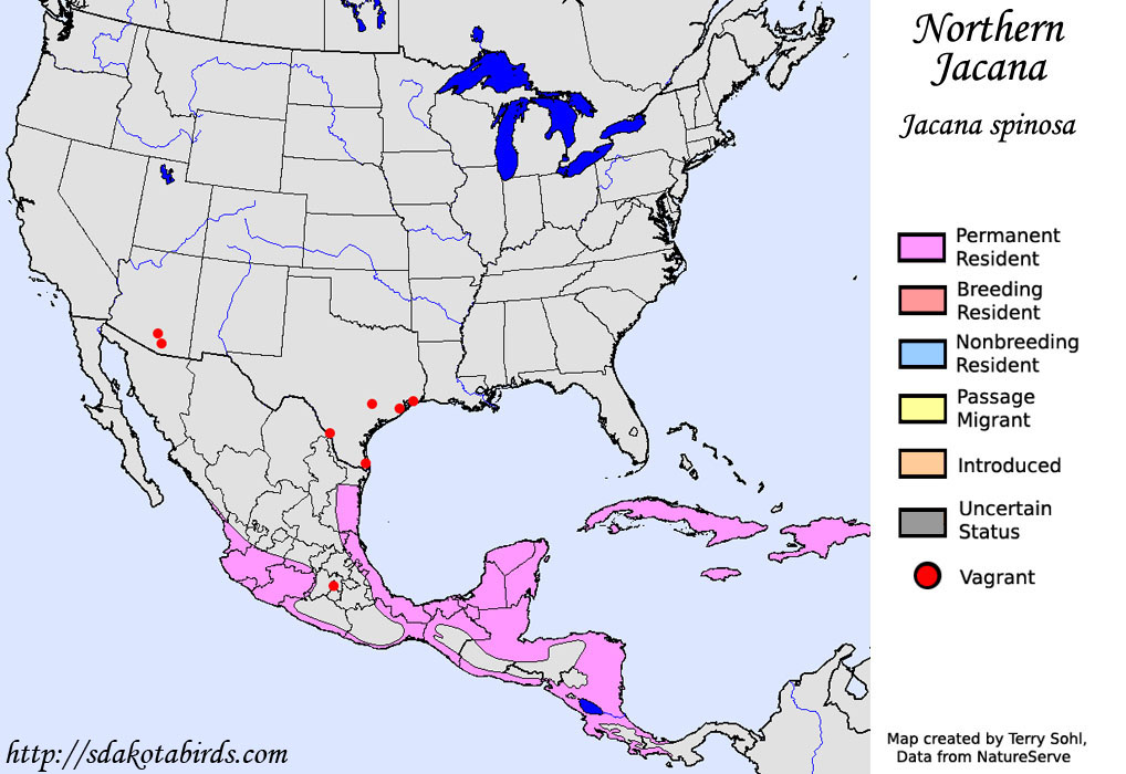 Northern Jacana - North American Range Map