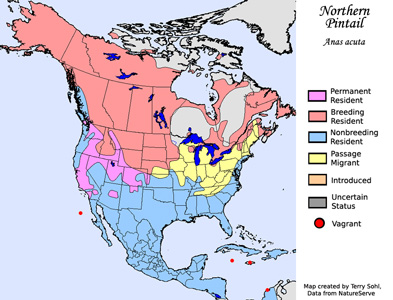 Range Map - Northern Pintail