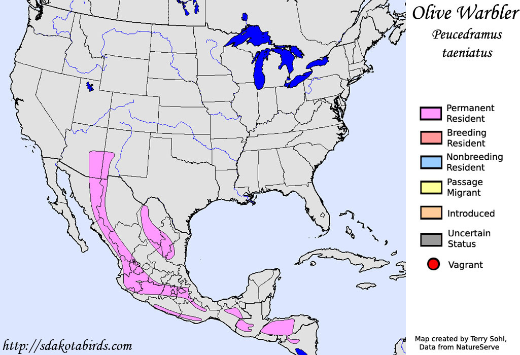Olive Warbler - North American Range Map