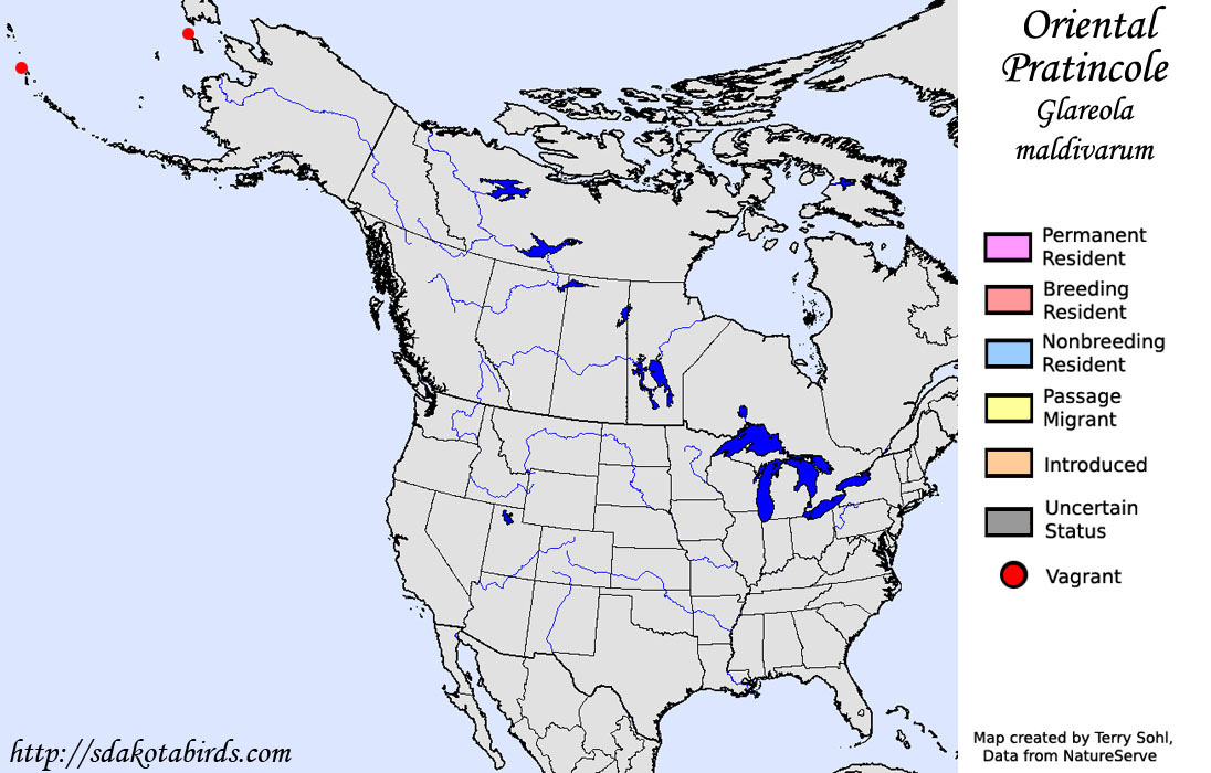 Oriental Pratincole - North American Range Map
