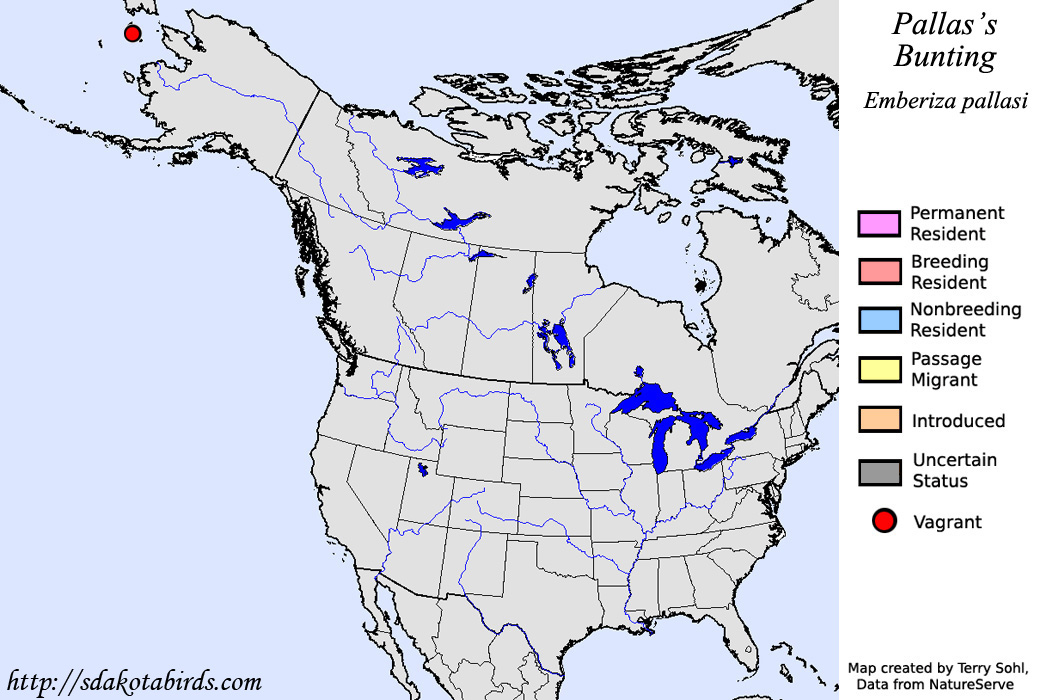 Pallas's Bunting - North American Range Map