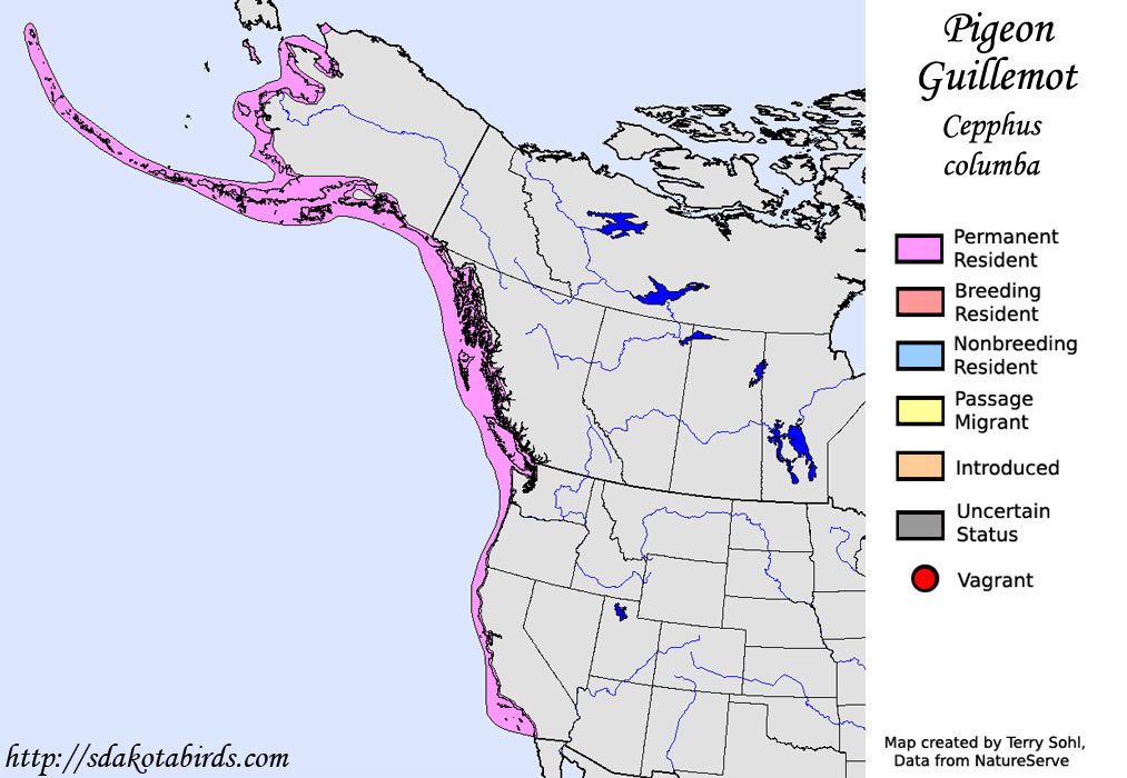 Pigeon Guillemot - North American Range Map