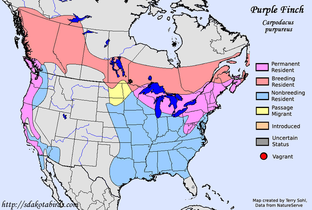 Purple Finch - Species Range Map