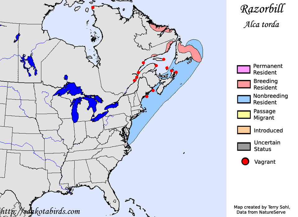 Razorbill - North American Range Map