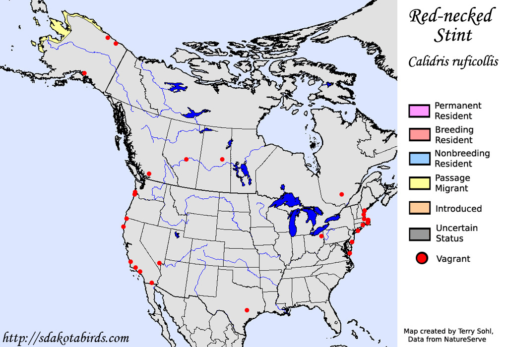 Red-necked Stint - North American Range Map