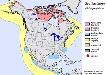 Red Phalarope - Range Map